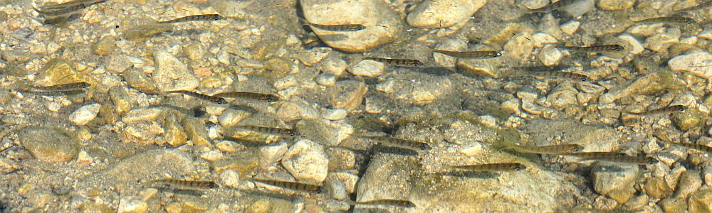 Pesci Lago di Scanno